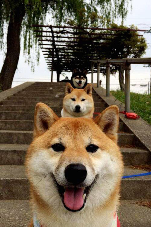 爱游戏首页入口-欧冠历史上的“黑马传奇”故事，欧洲黑马球队