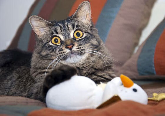 爱游戏体育-青少年裁判员“模拟裁判演练+实战考核”体系迈向标准化，裁判员视频考试