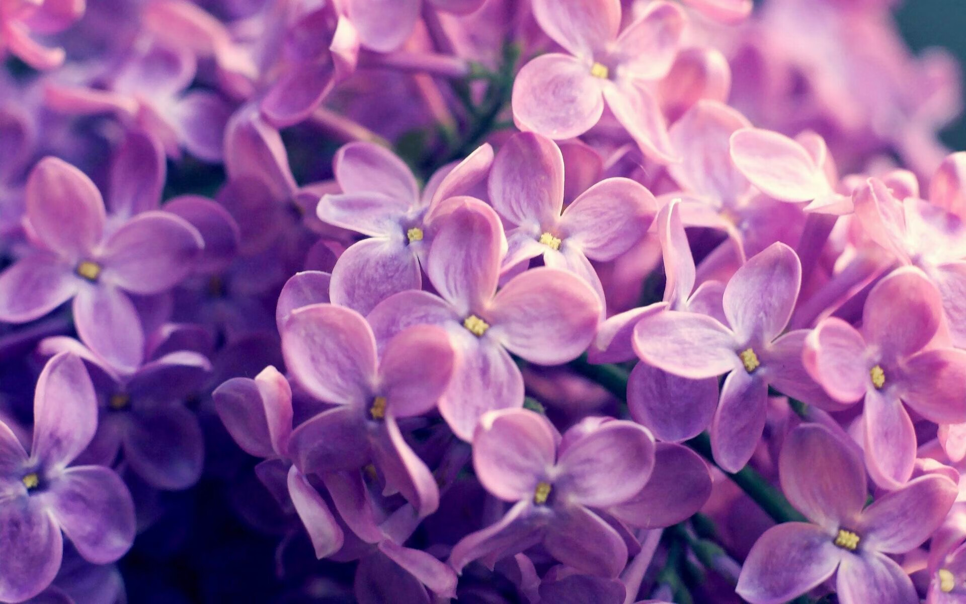 爱游戏GAMING平台-伊朗散打队夺2金3银1铜,展现强劲实力,伊朗武术