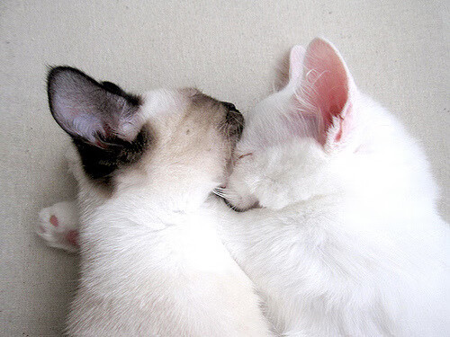 爱游戏入口-凯尔特人新秀发挥超预期,凯尔特人新秀发挥超预期了吗