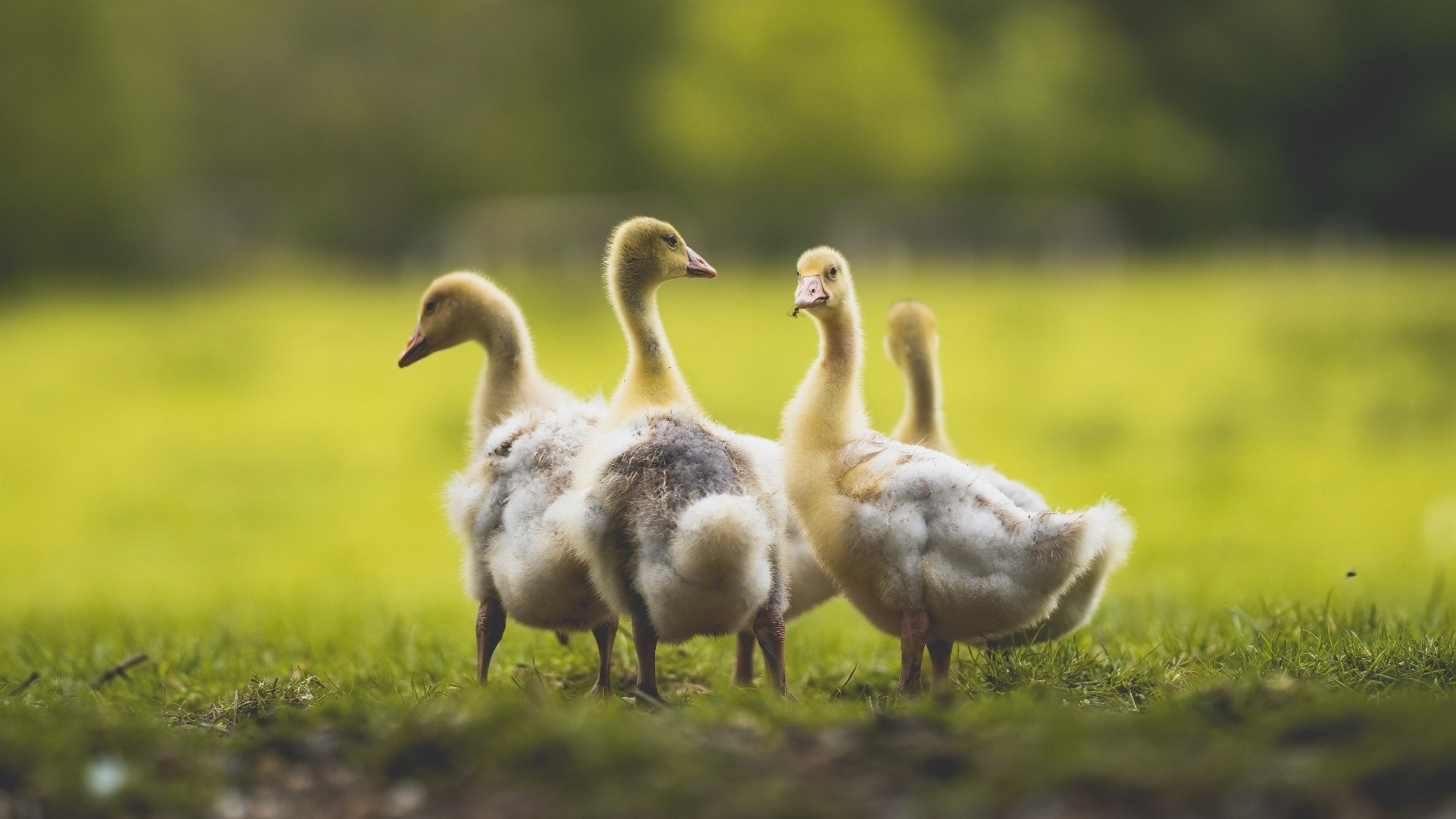 爱游戏官网首页-千叶喷射机战术配合日趋成熟,千叶科技