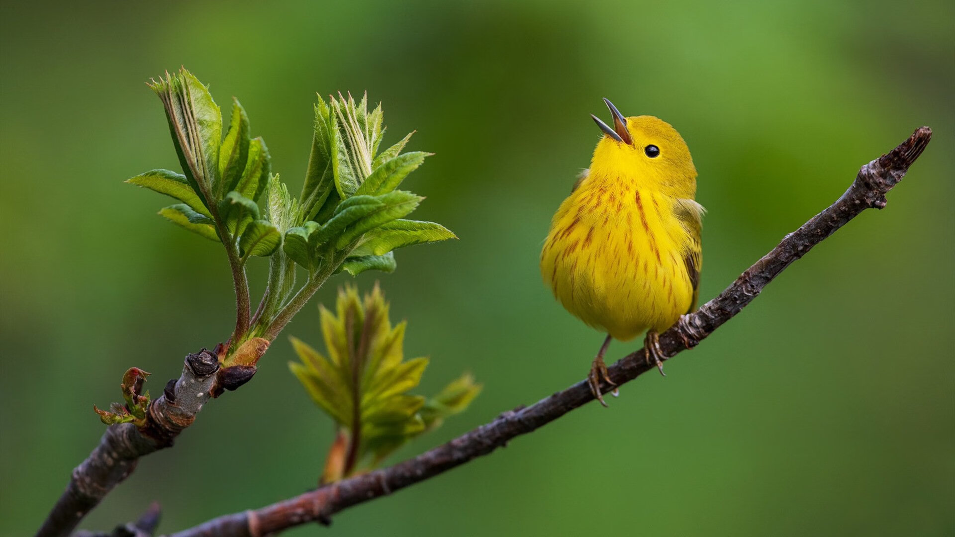 爱游戏中国官网-实力对比!挪威女足正面交锋捷克,谁能笑到最后,挪威女足奥运会