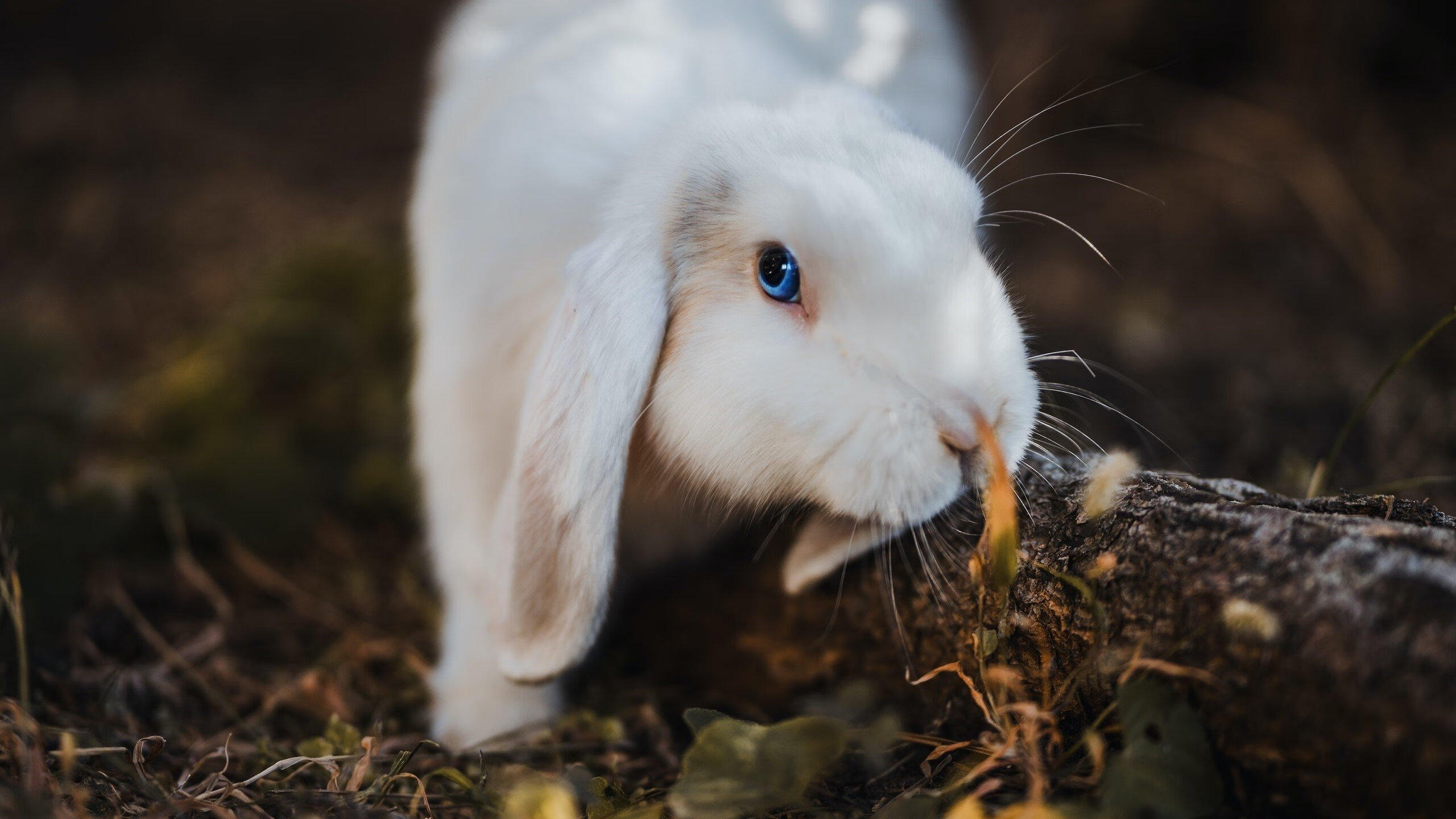 爱游戏内容中心-擂台争霸:双方殊死对决,谁能笑到最后?,擂台决战