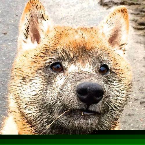 爱游戏在线-曼联击败西汉姆,B费任意球世界波技惊四座,曼联bf