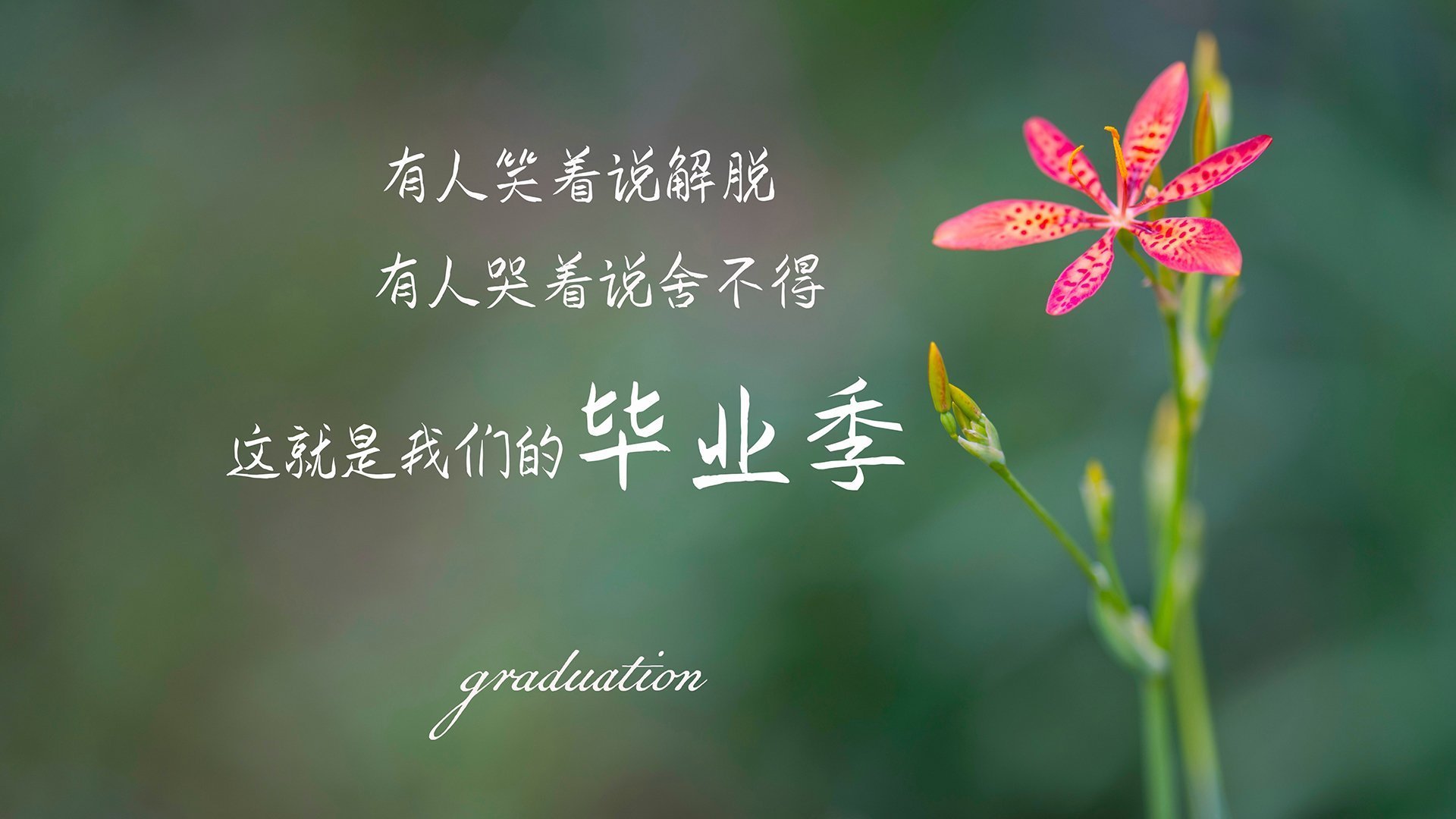 爱游戏APP-荷兰连胜阿尔巴尼亚,实力无可匹敌,荷兰对手