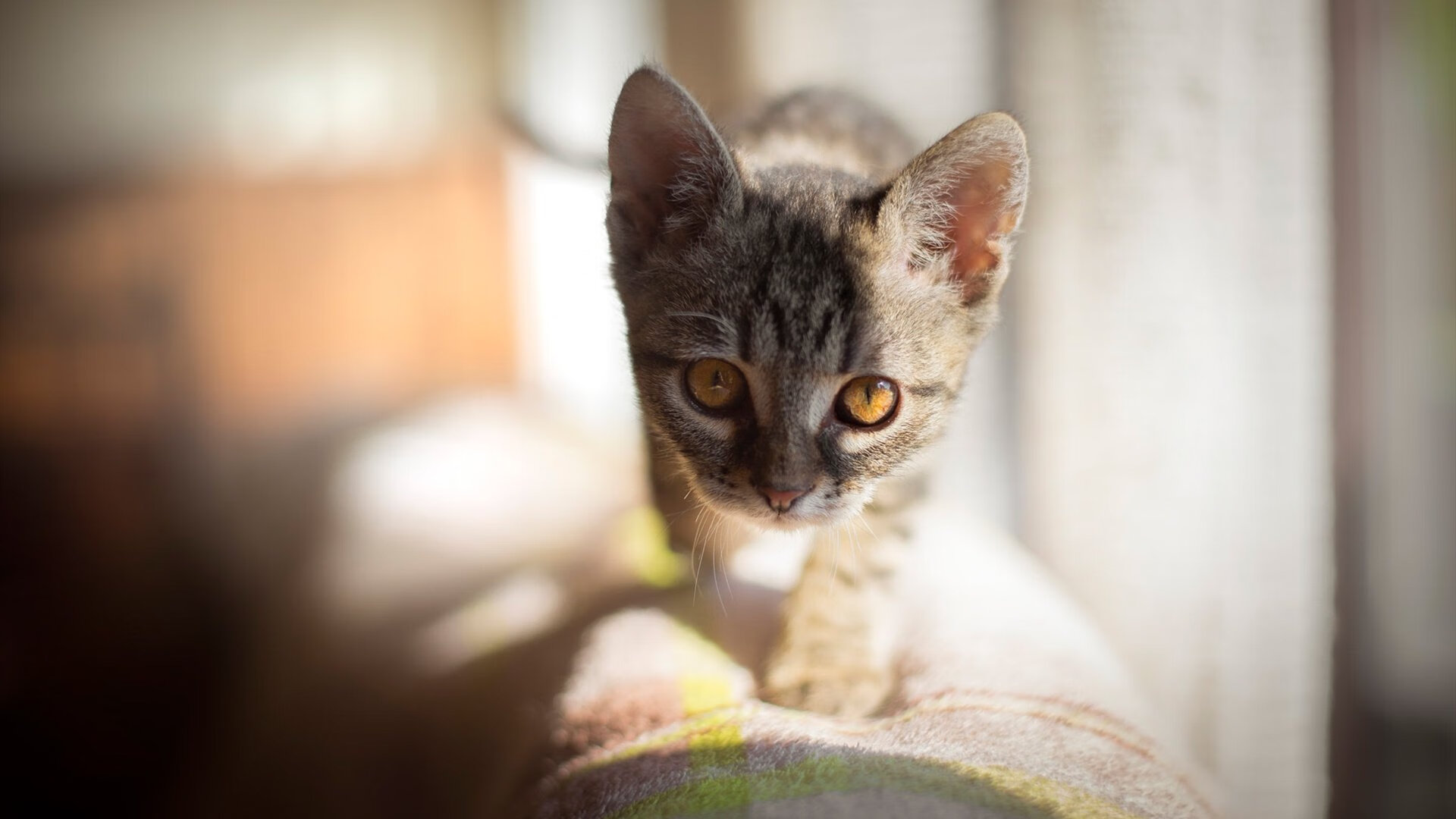 爱游戏娱乐平台-CBA球队全面提升伤病防护系统，cba伤病集锦