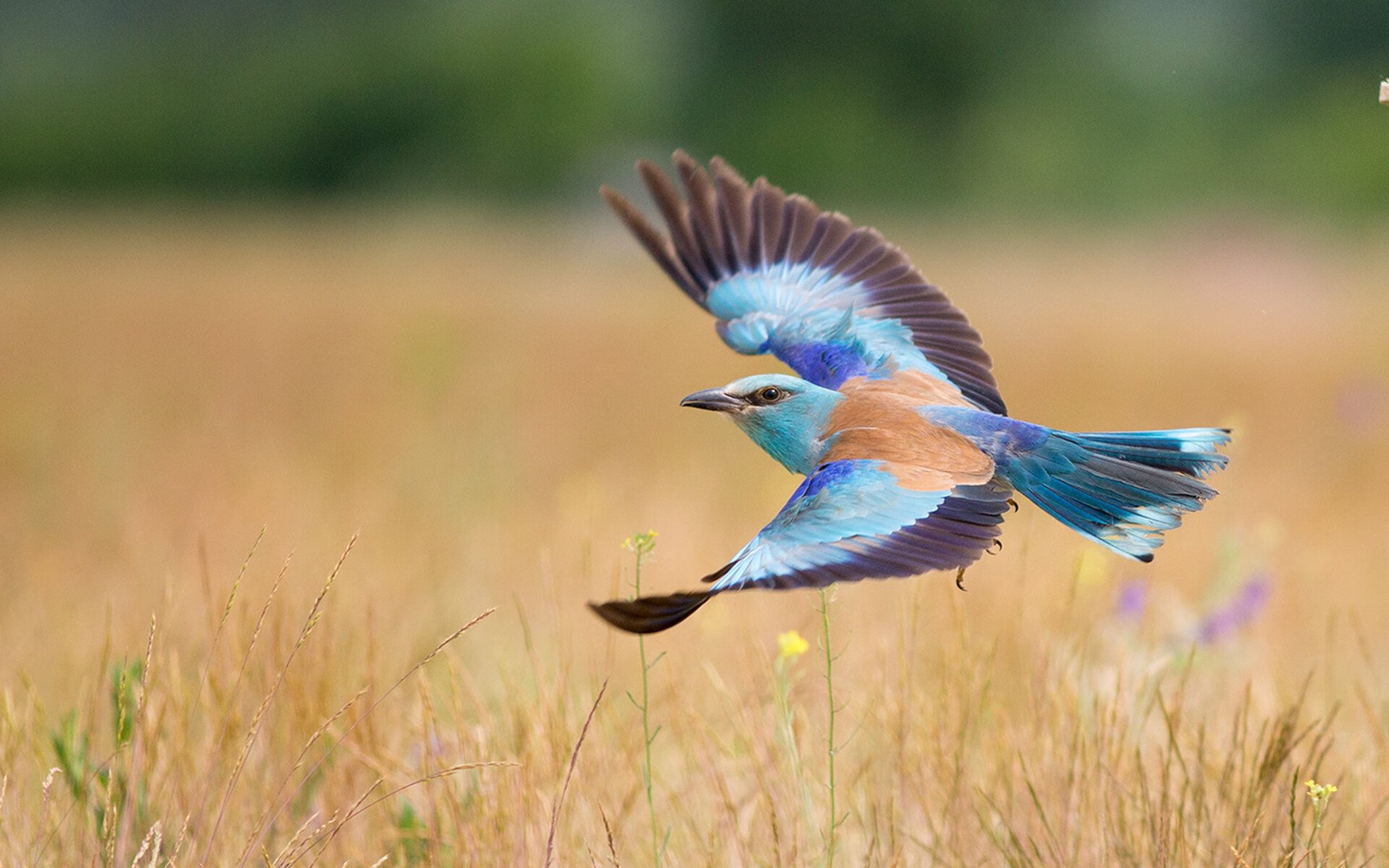 爱游戏平台体验-“电动冲浪:马鞍山赛场掀起水上竞技的新高潮”